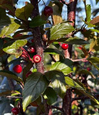 Malus x Royal Raindrops® - Crabapple from Pleasant Run Nursery