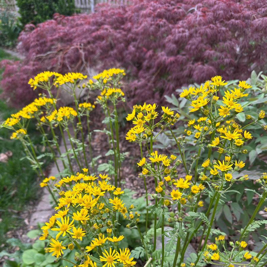Packera obovata - Golden Groundsel from Pleasant Run Nursery