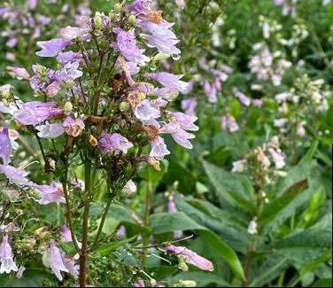 Penstemon calycosus - Calico Beardtongue from Pleasant Run Nursery