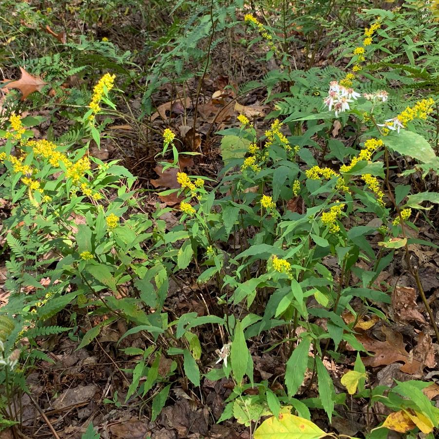 Solidago caesia - Blue Stemmed Goldenrod (@ Mt Cuba)