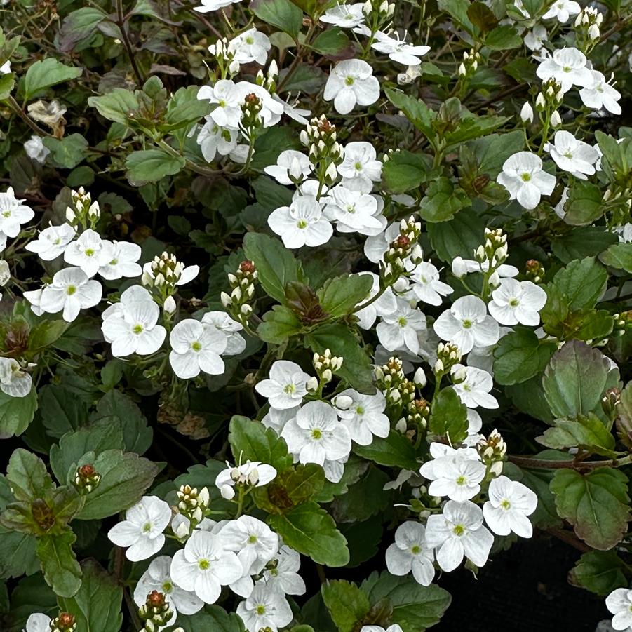 Veronica peduncularis 'Whitewater' - Speedwell from Pleasant Run Nursery