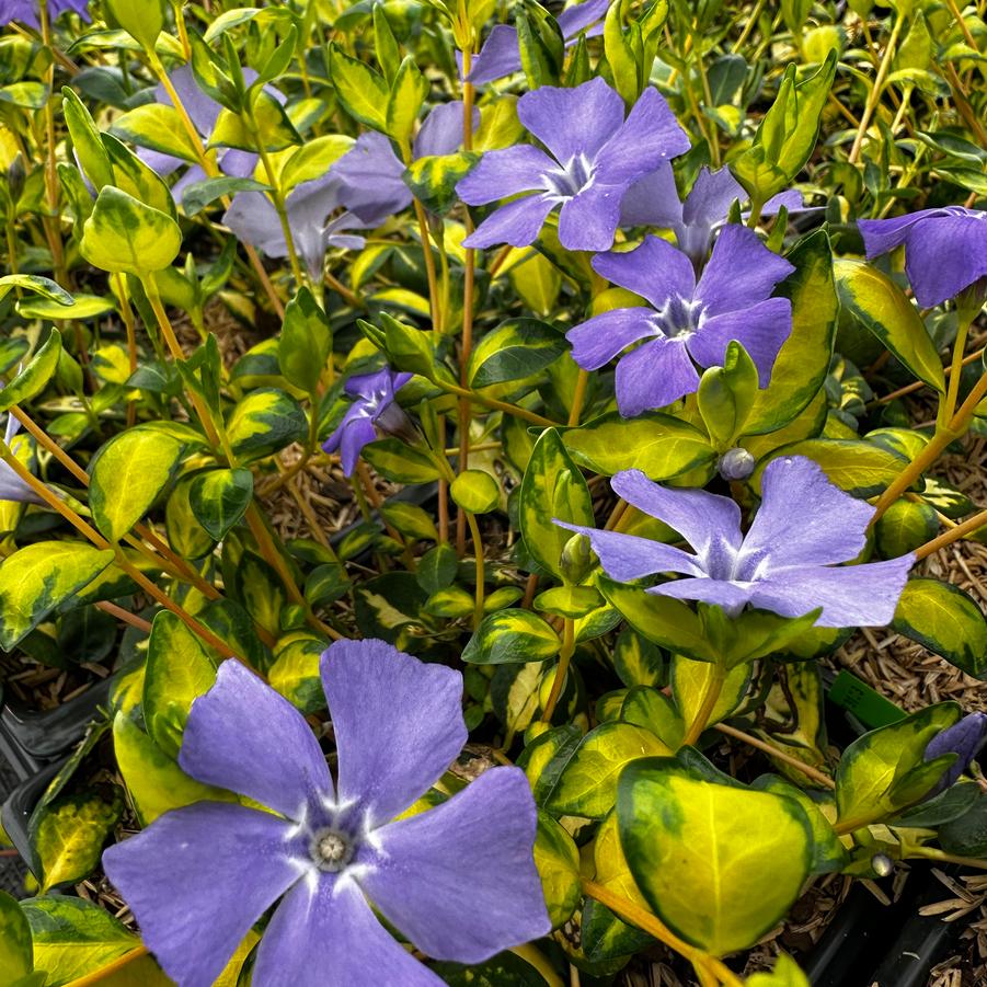Vinca minor 'Illumination' - Periwinkle from Pleasant Run Nursery