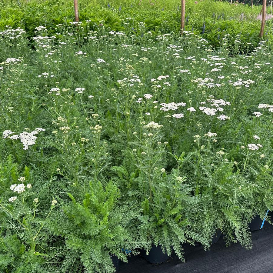 Achillea millefolium - Common Yarrow from Pleasant Run Nursery