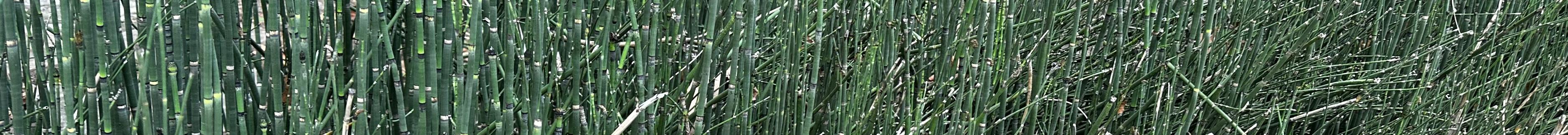 Equisetum hyemale - Horsetail from Pleasant Run Nursery