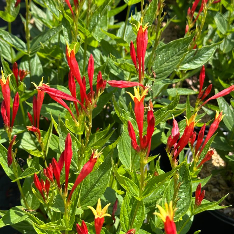 Spigelia marilandica 'Ragin Cajun' - Indian Pink from Pleasant Run Nursery