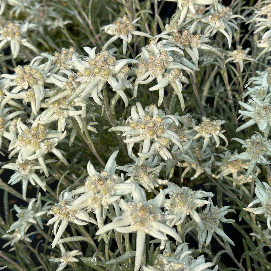 Leontopodium alpinium 'Blossom of Snow' - Edelweiss from Pleasant Run Nursery