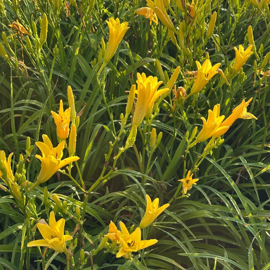 Hemerocallis Trophytaker� 'The Jury's Out' - Daylily from Pleasant Run Nursery