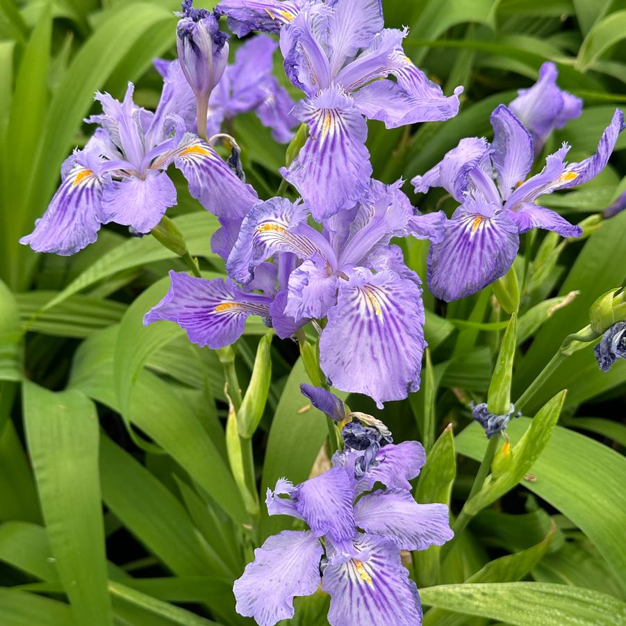 Iris x ampliflora 'Ming Treasure' - Ampliflora Iris from Pleasant Run Nursery