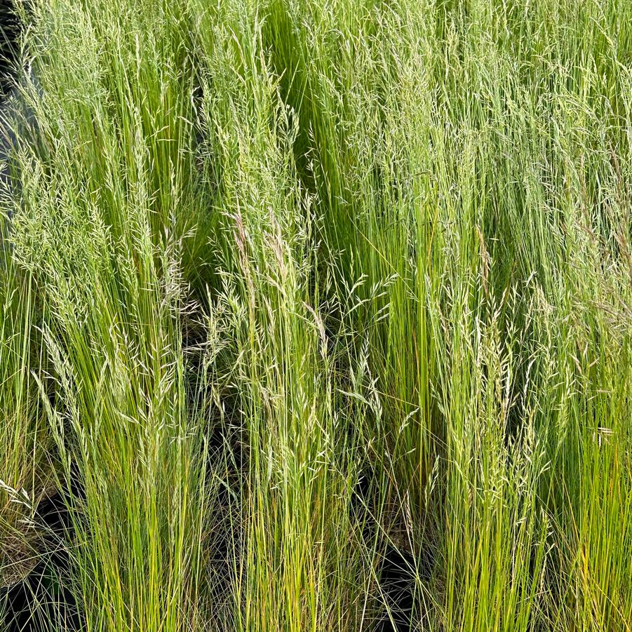 Festuca rubra - Red Fescue from Pleasant Run Nursery