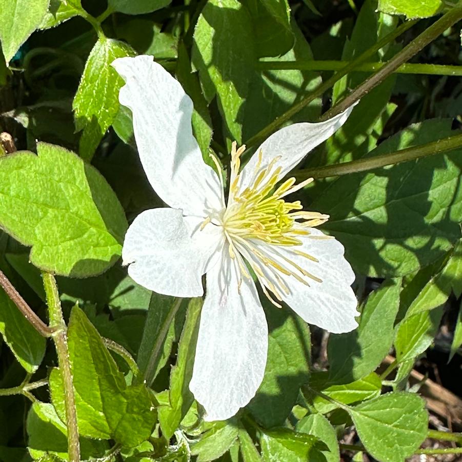 Clematis montana var. grandiflora - Clematis from Pleasant Run Nursery