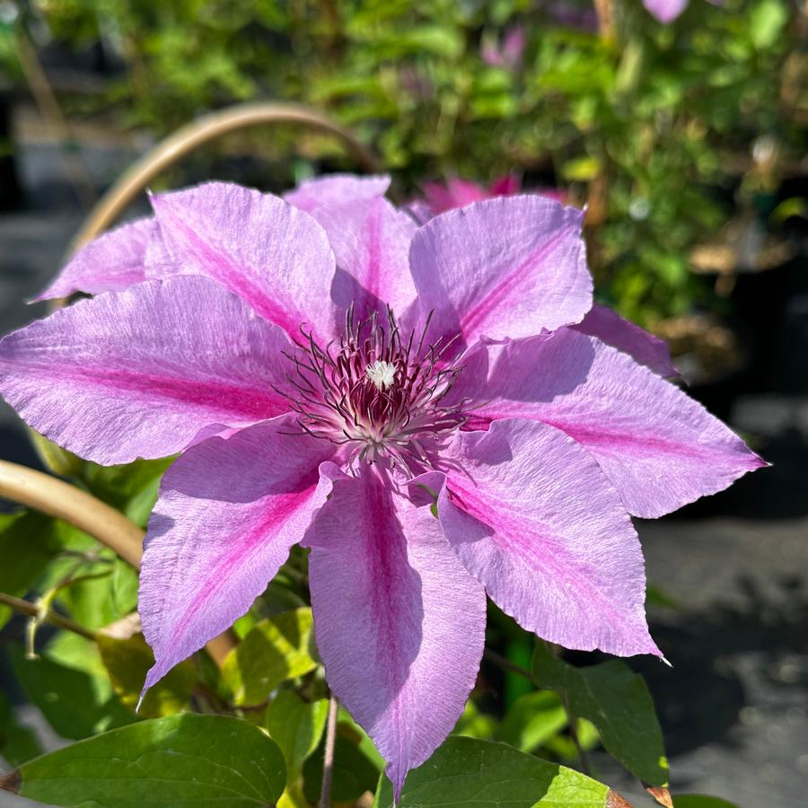 Clematis Rosalie™- Clematis from Pleasant Run Nursery