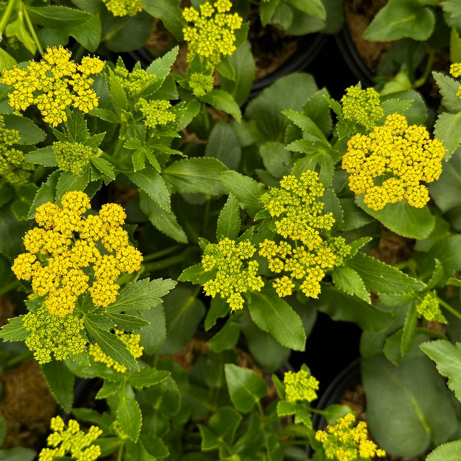 Zizia aptera - Heartleaf Golden Alexander from Pleasant Run Nursery