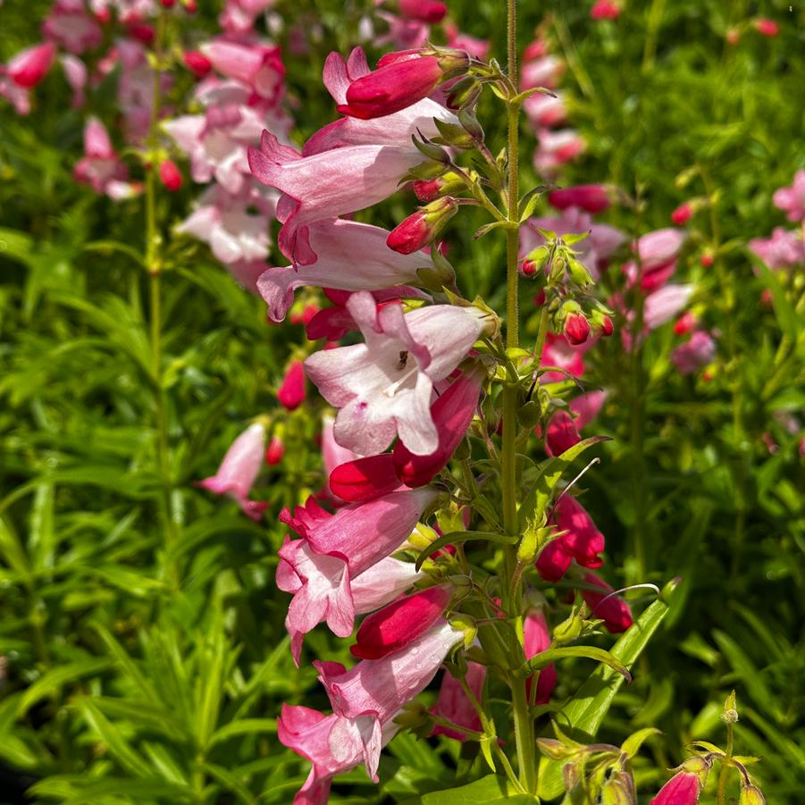 Penstemon x 'Flock of Flamingos' - Beardtongue from Pleasant Run Nursery