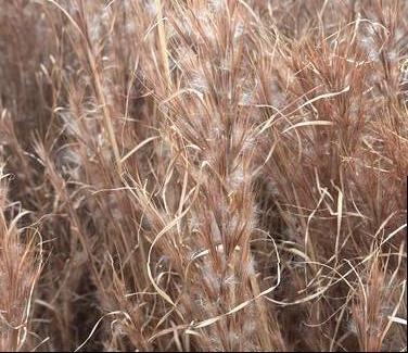 Andropogon glomeratus - Bushy Bluestem from Pleasant Run Nursery