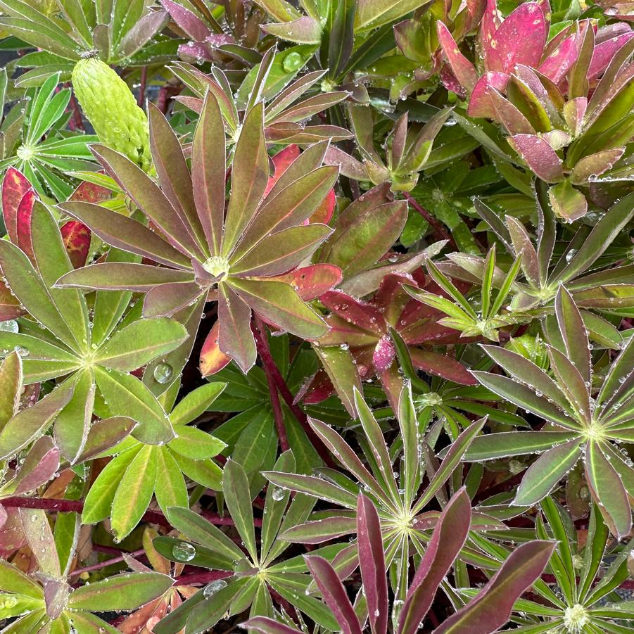 Lupine polyphyllus Westcountry™ 'Tequila Flame' - Lupine from Pleasant Run Nursery