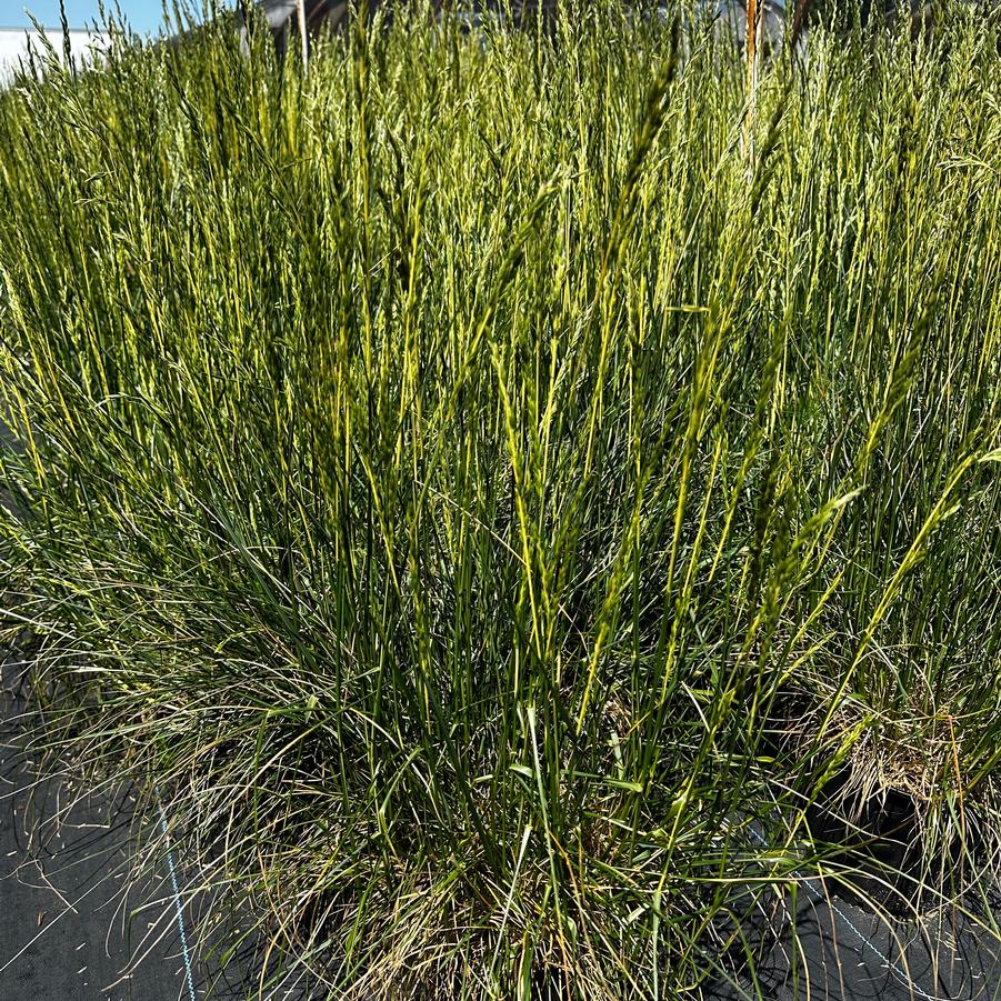 Festuca arundinacea 'Glow Sticks' - Fescue from Pleasant Run Nursery