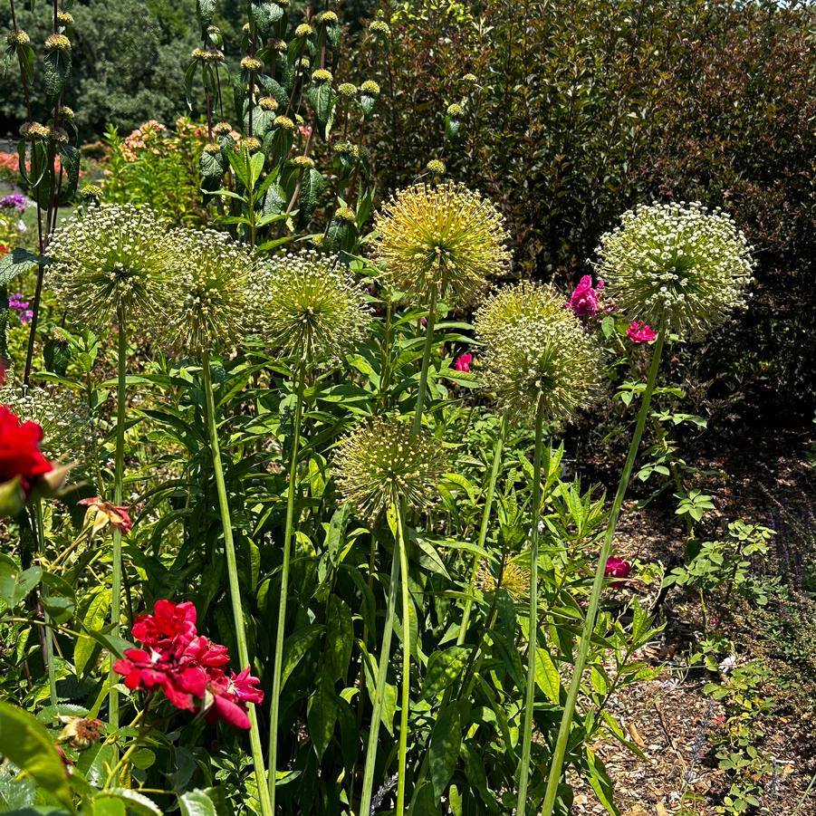 Allium x 'Gladiator' - Seedheads after flowering