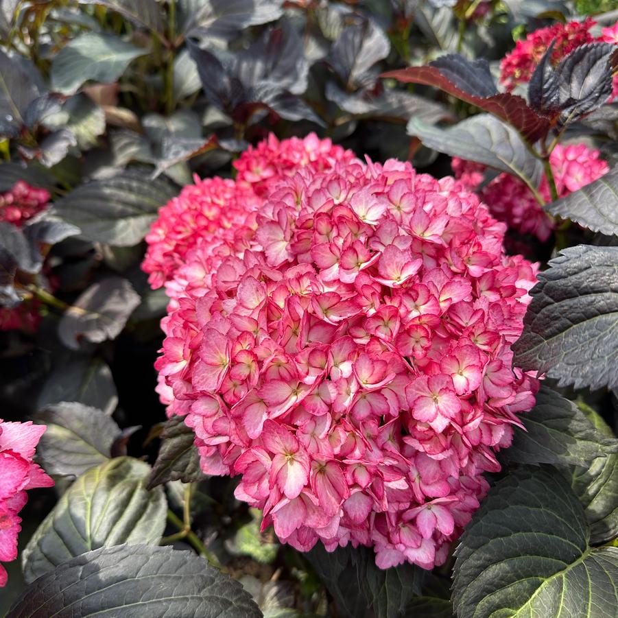 Hydrangea macrophylla Eclipse® - Bigleaf Hydrangea from Pleasant Run Nursery