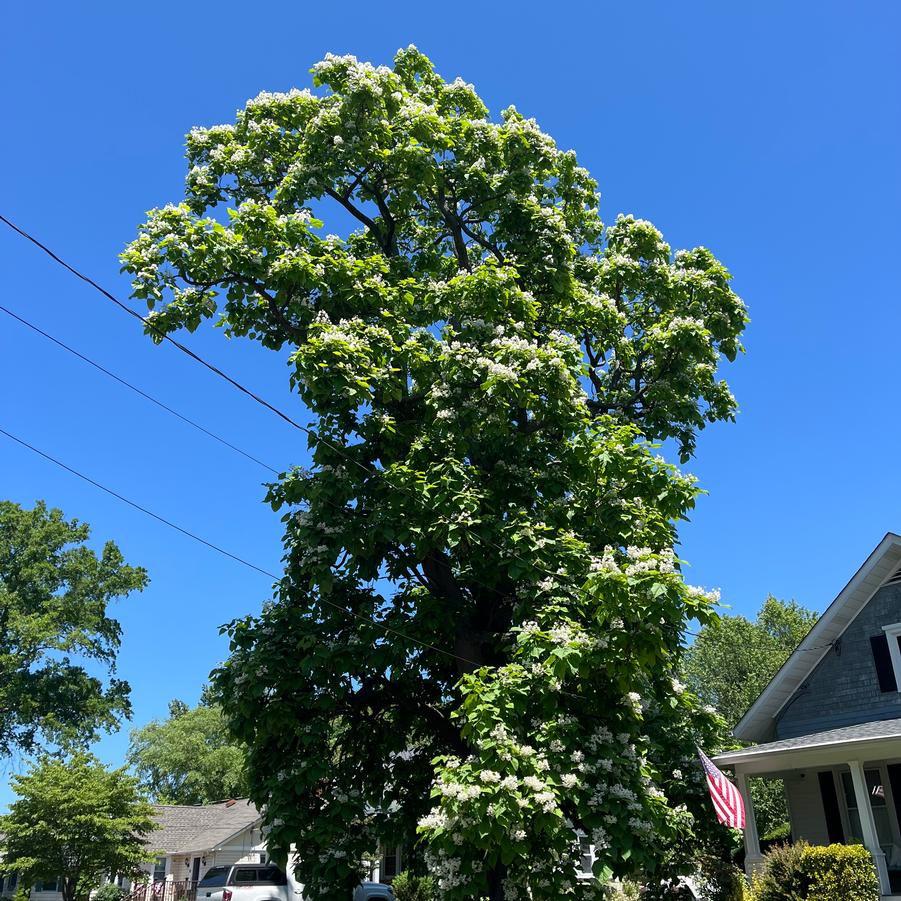 Catalpa speciosa - Catalpa from Pleasant Run Nursery