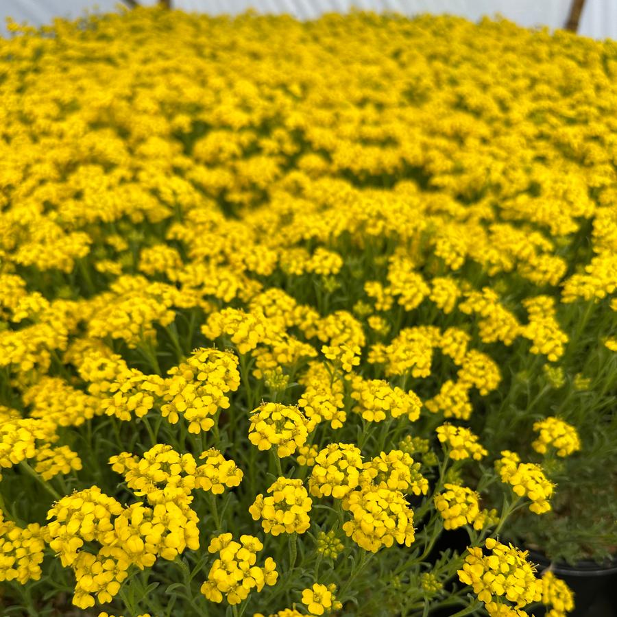 Alyssum wulfenianum 'Golden Spring' - Madwort from Pleasant Run Nursery