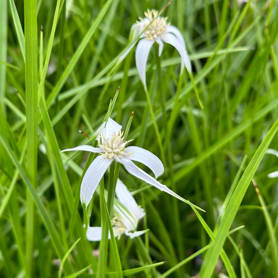 Rhynchospora colorata - Starrush Whitetop Sedge from Pleasant Run Nursery