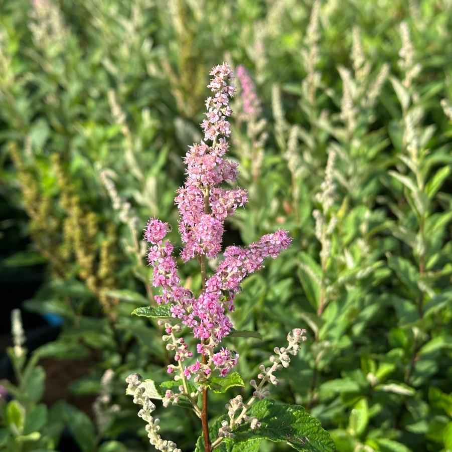 Spiraea tomentosa - Steeplebush from Pleasant Run Nursery