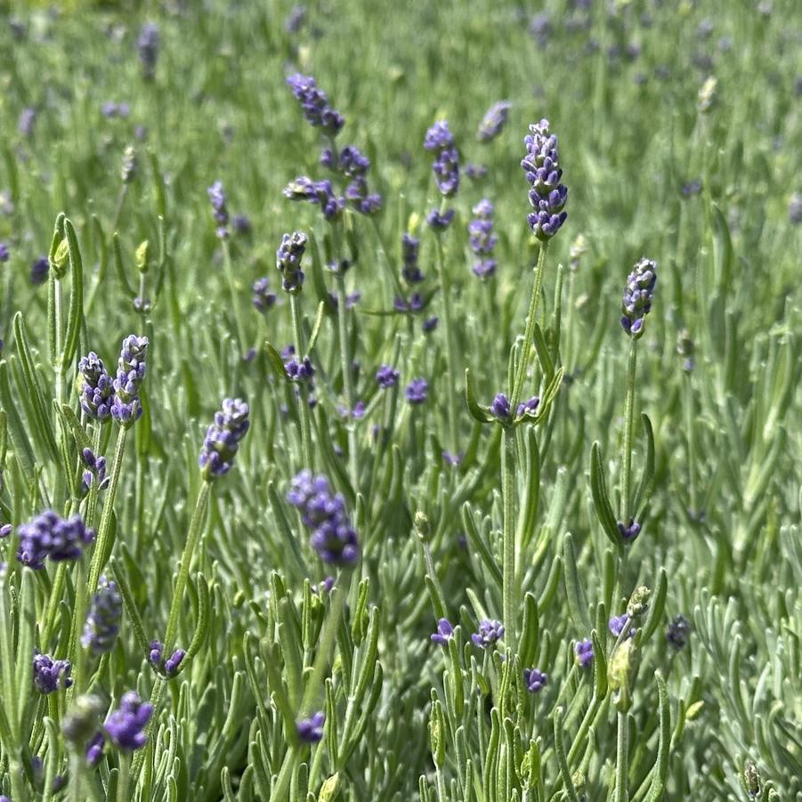 Lavandula angustifolia 'Essence Purple' - English Lavender from Pleasant Run Nursery