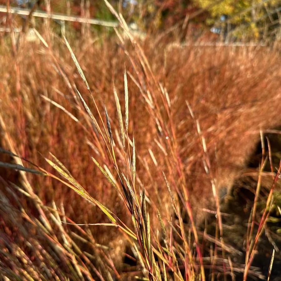 Andropogon ternarius - Splitbeard Bluestem from Pleasant Run Nursery