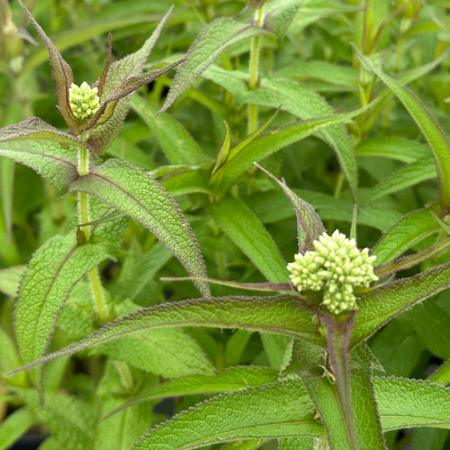 Eupatorium perfoliatum - American Boneset from Pleasant Run Nursery
