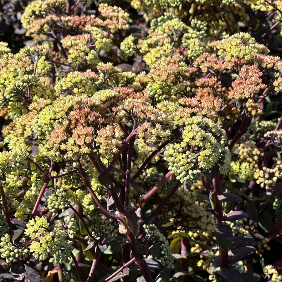Sedum x 'Night Light' - Stonecrop from Pleasant Run Nursery