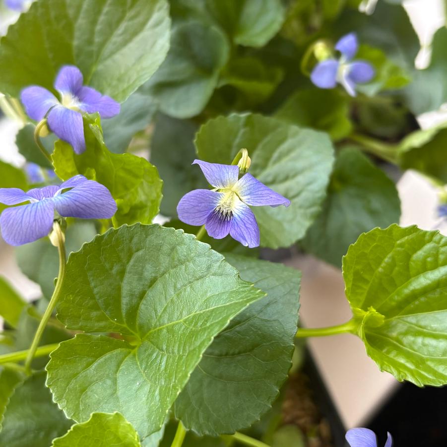 Viola sororia - Common Violet from Pleasant Run Nursery