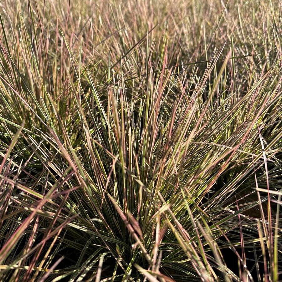 Deschampsia cespitosa 'Northern Lights' - Tussock Grass from Pleasant Run Nursery