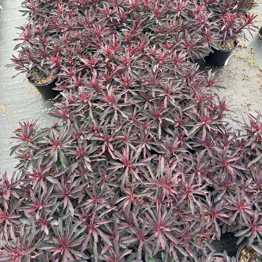 Euphorbia x 'Miner's Merlot' - Spurge from Pleasant Run Nursery