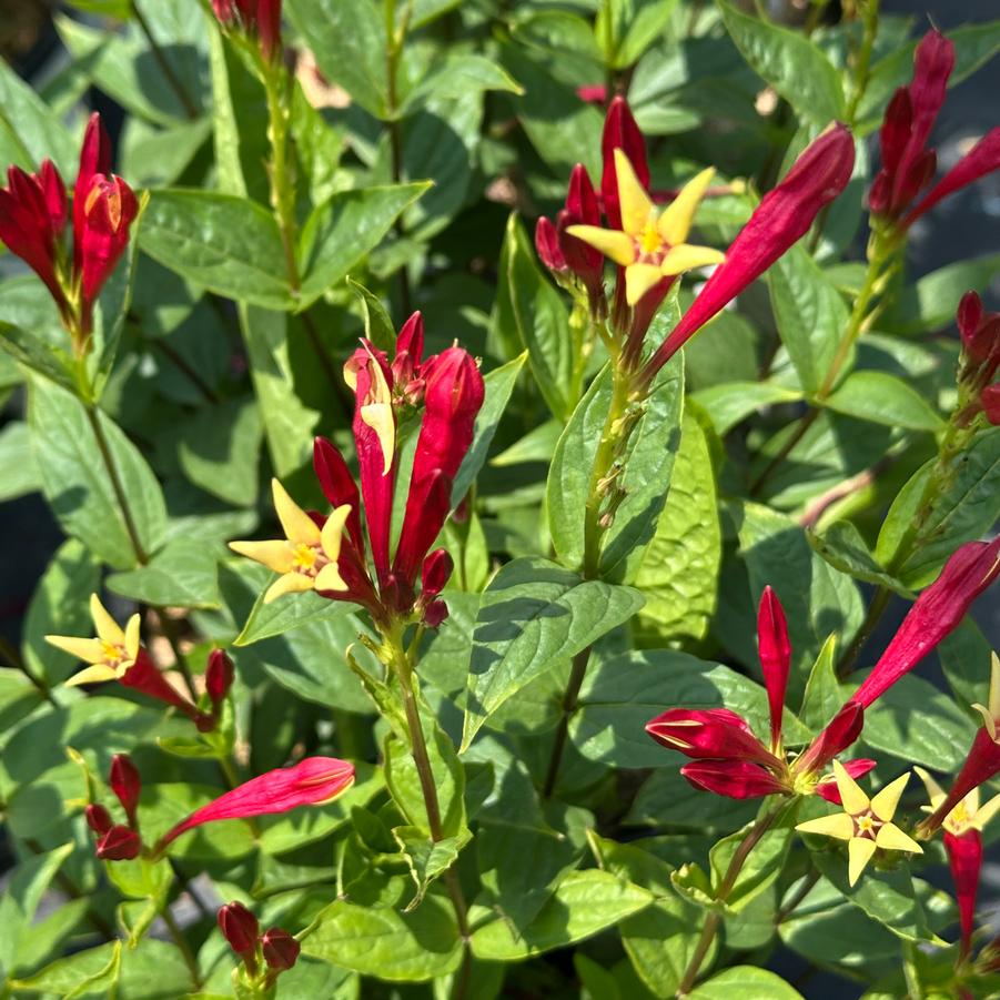 Spigelia marilandica 'Apple Slices' - Indian Pink from Pleasant Run Nursery