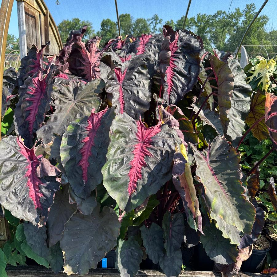 Colocasia x Redemption™ - Elephant Ear from Pleasant Run Nursery