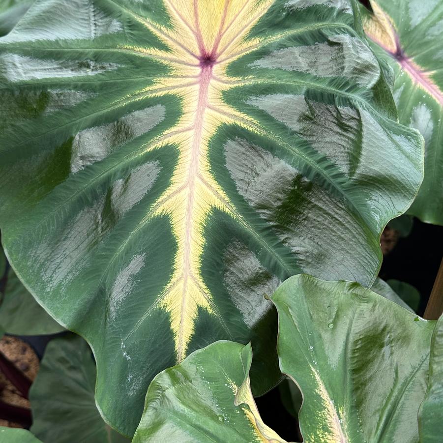 Colocasia x Royal Hawaiian® 'Waikiki' - Elephant Ear from Pleasant Run Nursery