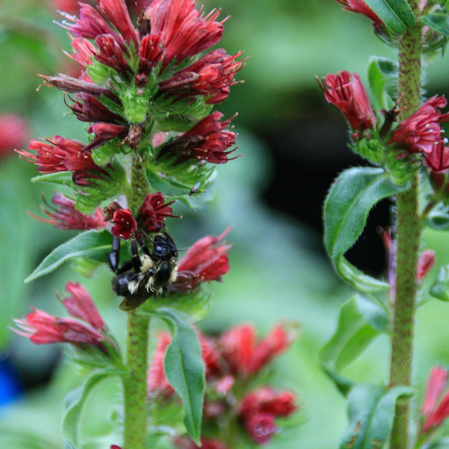 Echium amoenum 'Red Feathers' - Iranian Borage from Pleasant Run Nursery