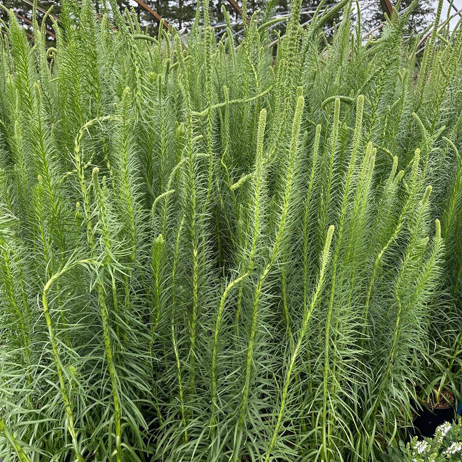 Liatris pycnostachya 'Lavender Glowsticks' - Prairie Blazing Star from Pleasant Run Nursery