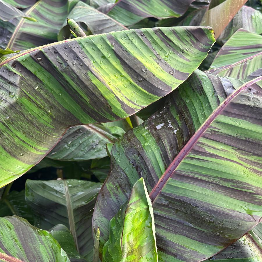 Musa sikkimensis 'Ever Red' - Hardy Banana from Pleasant Run Nursery