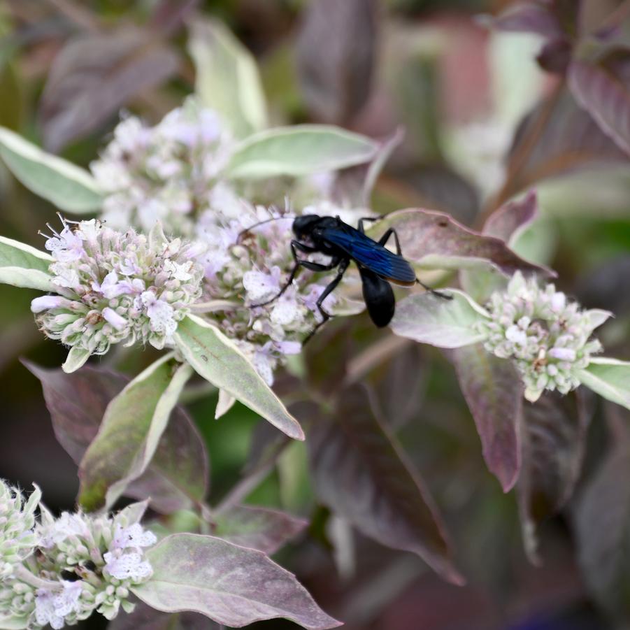 Pycnanthemum x 'Smokey Mountain Mint' - Mountain Mint Photo: Intrinsic Introductions