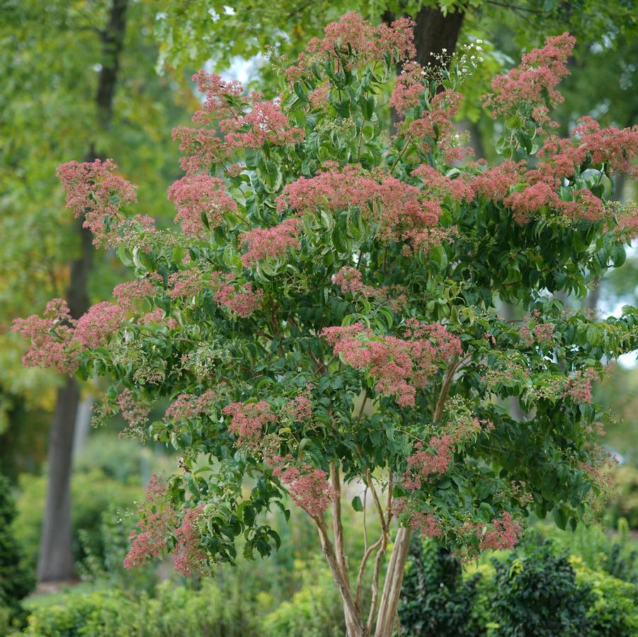 Heptacodium miconioides Temple of Bloom® - Seven-Sun Flower (Courtesy of Proven Winners)