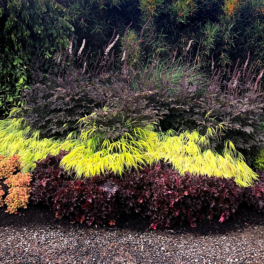 Actaea simplex 'Black Negligee' - Kamchatka Bugbane Photo courtesy of TERRA NOVA® Nurseries, Inc.