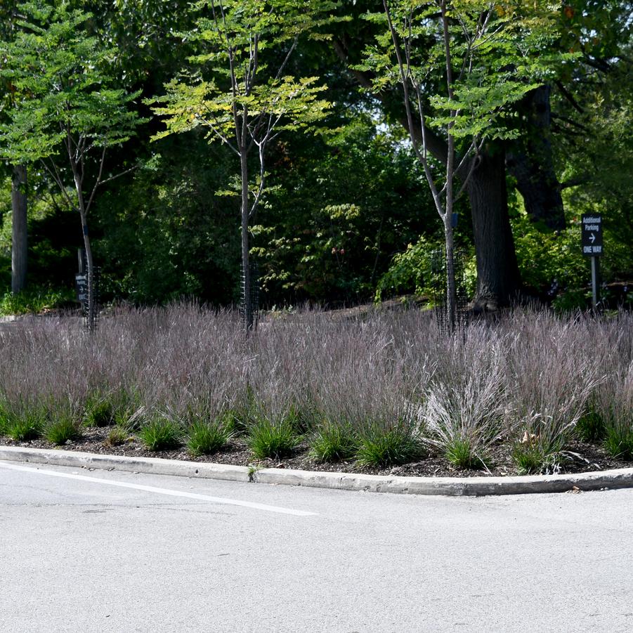 Schizachyrium scoparium 'Little Red Fox' - Photo Intrinsic Introductions