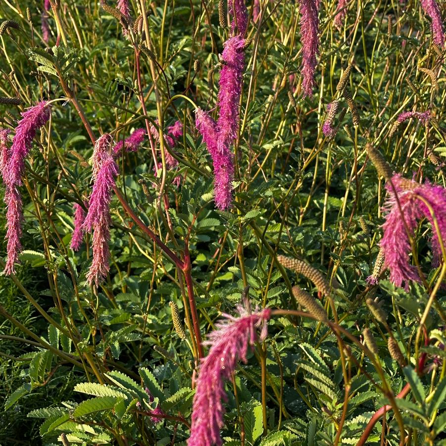 Sanguisorba hakusanensis 'Lilac Squirrel' - Burnet from Pleasant Run Nursery