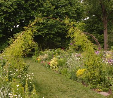 Taxodium distichum 'Fallingwater' (Chanticleer)