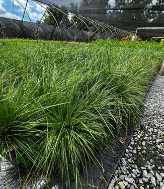 Deschampsia cespitosa - Tufted Hairgrass from Pleasant Run Nursery