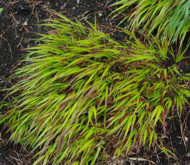 Hakonechloa macra Red Wind (@ Maine Bot Garden)