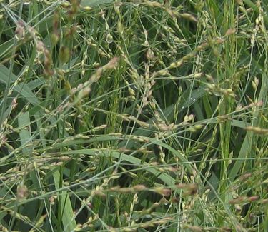 Panicum virgatum 'Heavy Metal' - Switch Grass