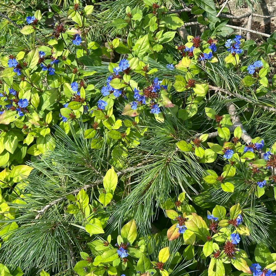 Ceratostigma plumbaginoides @ Royal Botanical Garden Canada