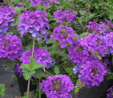 Verbena canadensis Homestead Purple